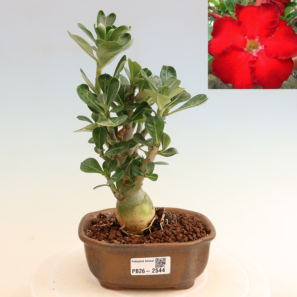 Bonsai da interno - Adenium obesum Red Star - Rosa del deserto
