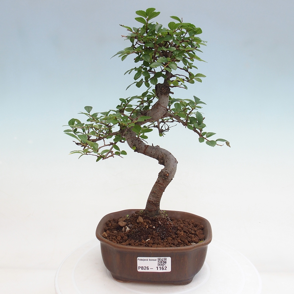 Camera bonsai - Ulmus parvifolia - Olmo a foglie piccole