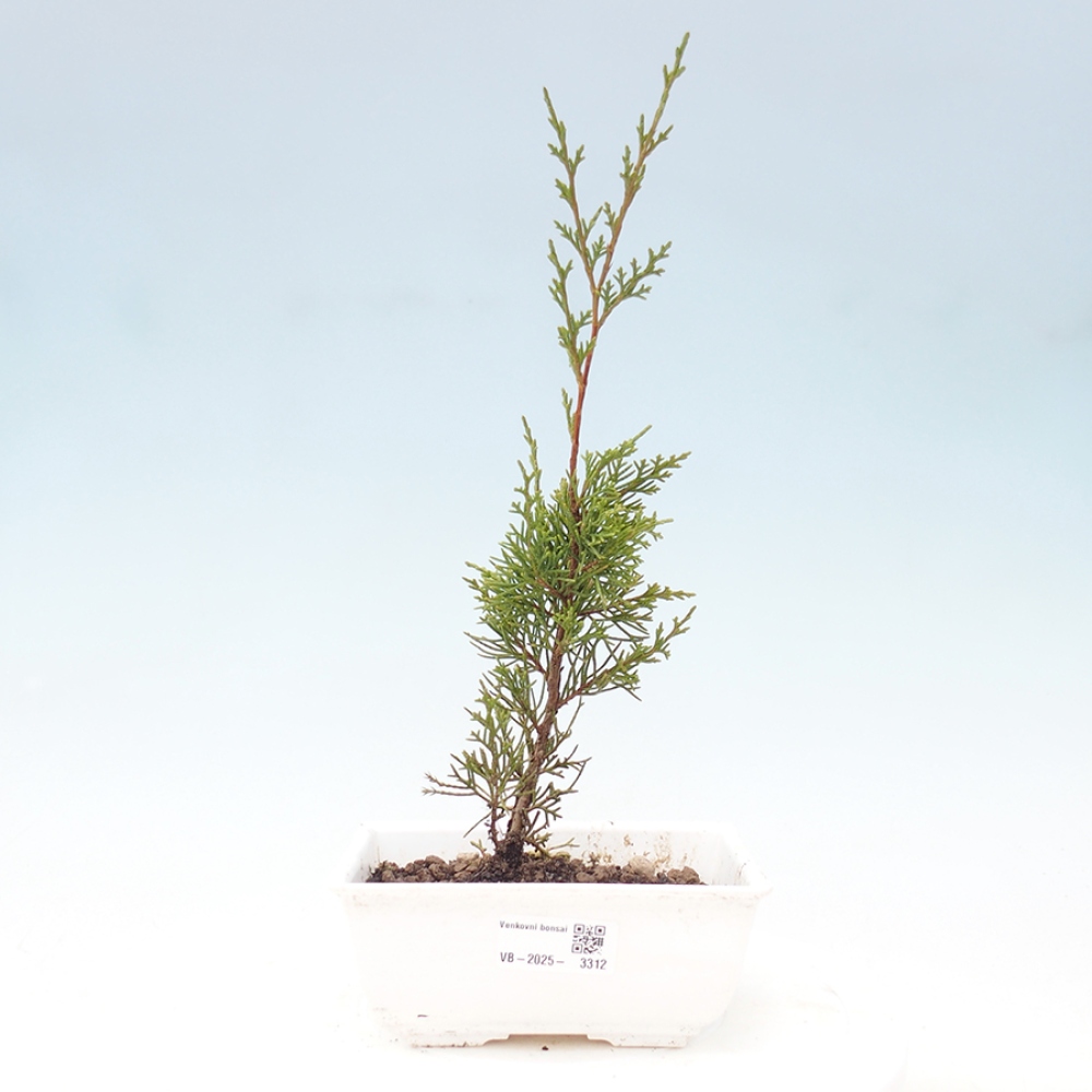 Bonsai da esterno - Juniperus chinensis Itoigawa