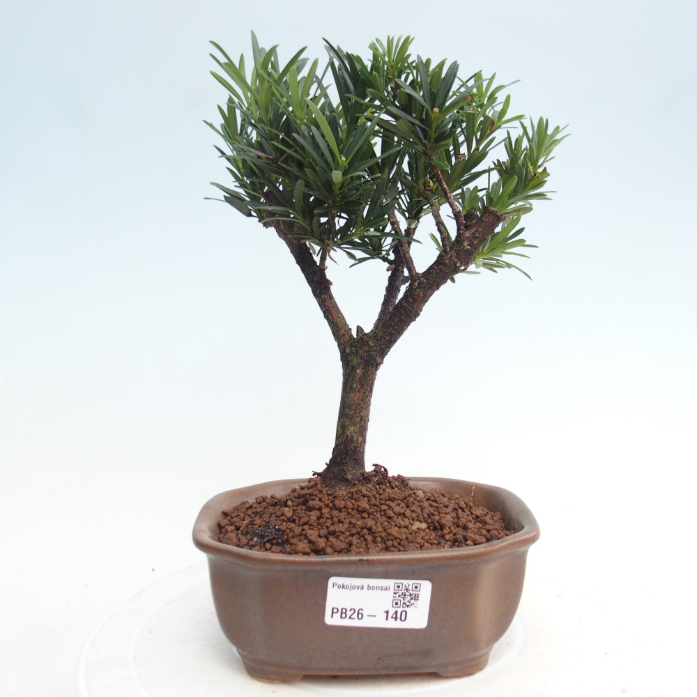 Camera bonsai - Podocarpus - Tasso delle pietre