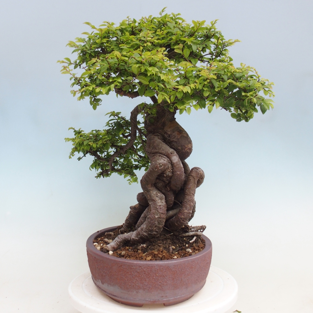 Bonsai da esterno - Ulmus parvifolia Hokkaido - Olmo cinese