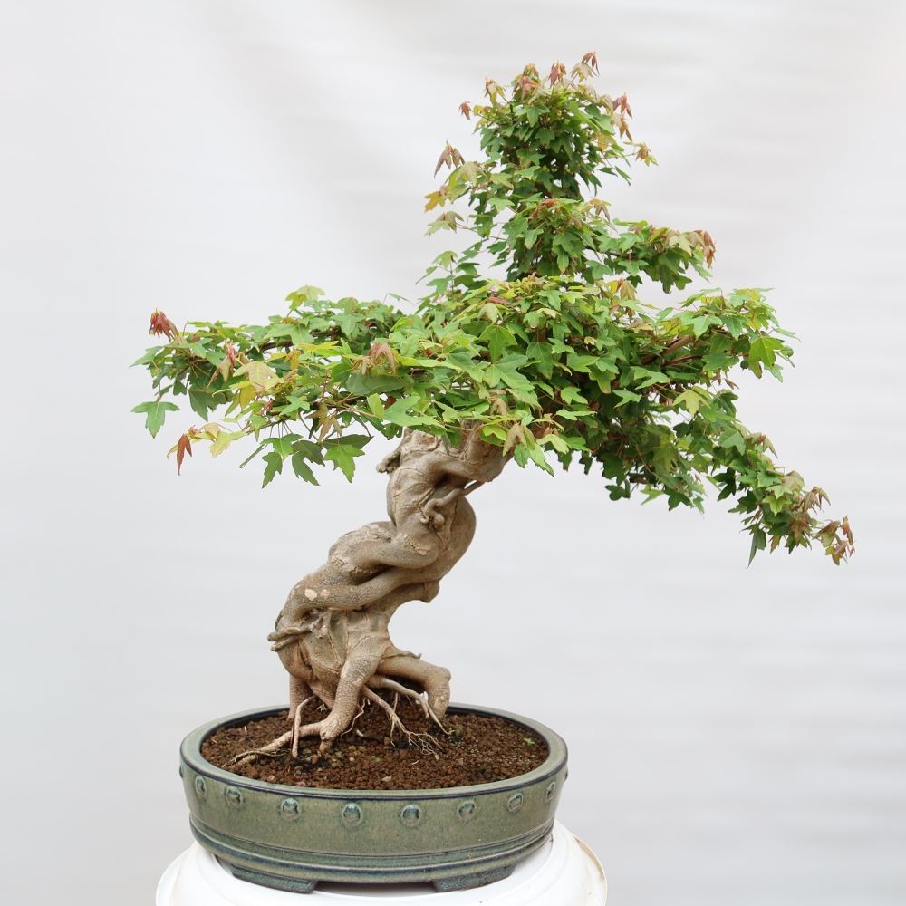 Bonsai da esterno - Acero Burger - Acer Burgerianum