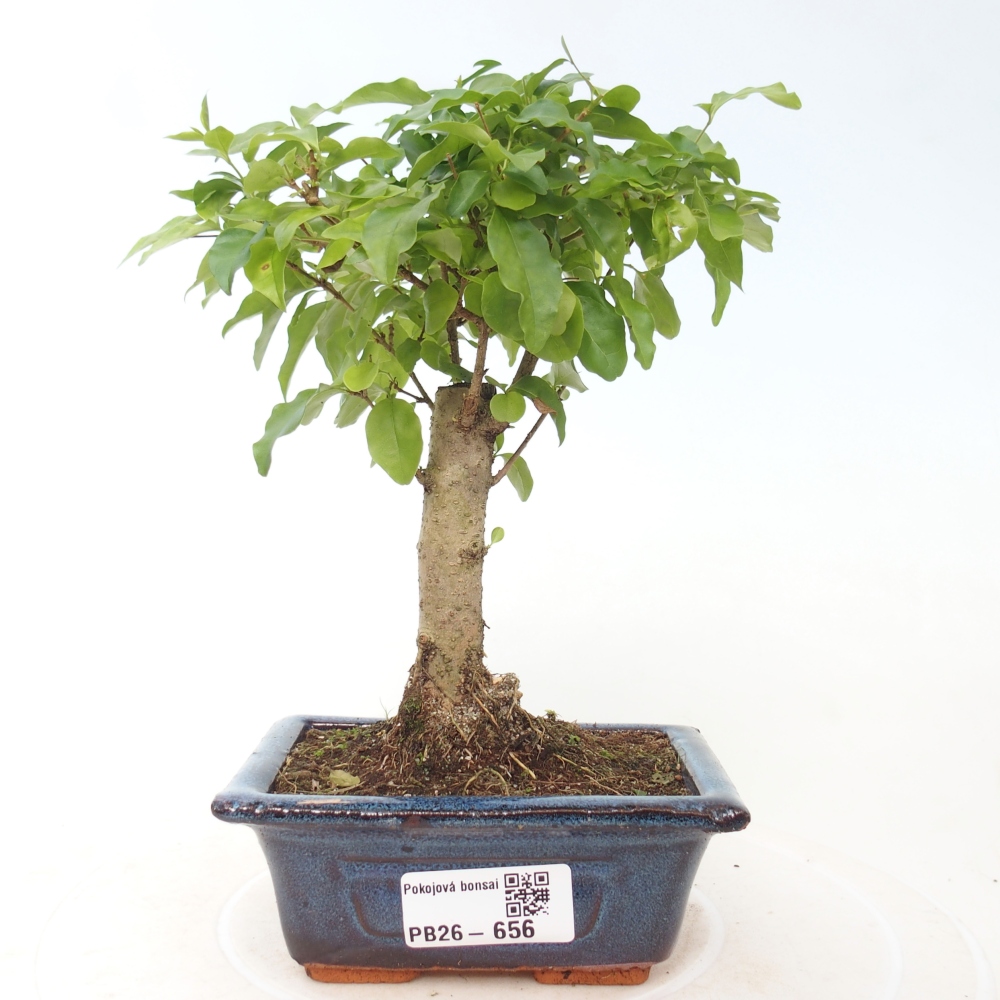 Camera bonsai -Ligustrum chinensis - Becco d'uccello