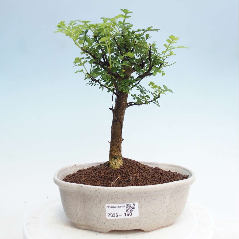 Camera bonsai - Zantoxylum piperitum - albero del pepe