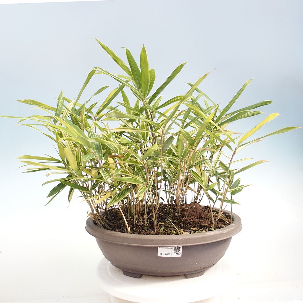 Bonsai da esterno - Sasaella masamuneana Albostriata - Bambù