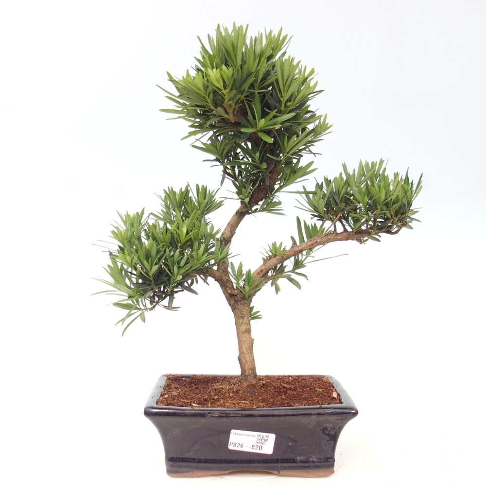 Camera bonsai - Podocarpus - Tasso delle pietre