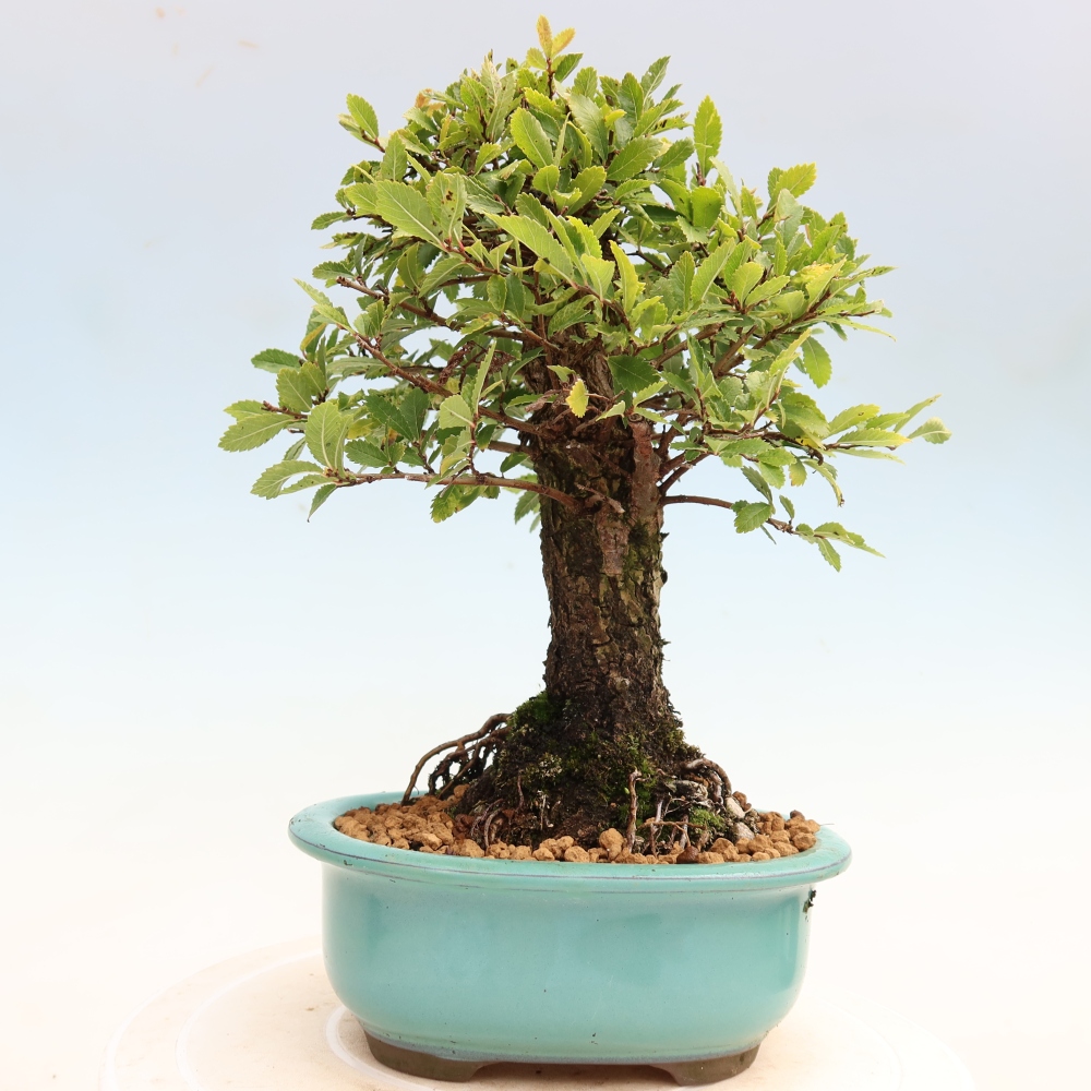 Bonsai da esterno - Zelkova - Zelkova NIRE