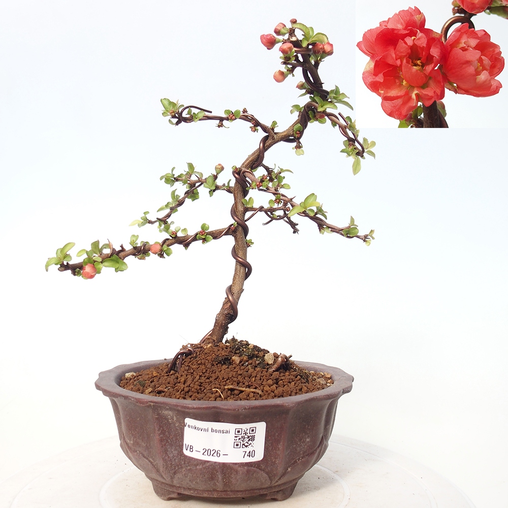 Bonsai da esterno - Chaneomeles s. Red Joy - Cotogno