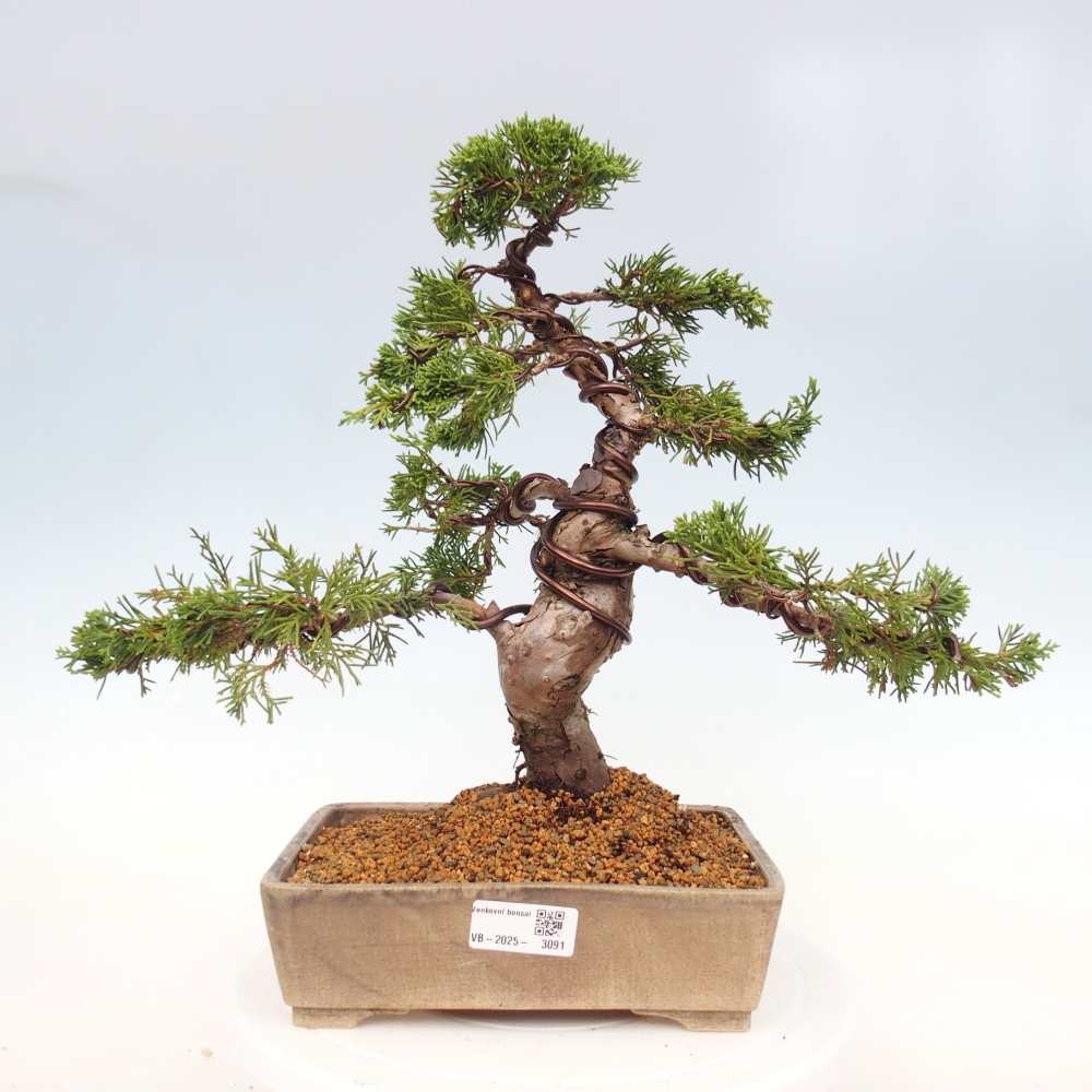 Bonsai da esterno - Juniperus chinensis Itoigawa