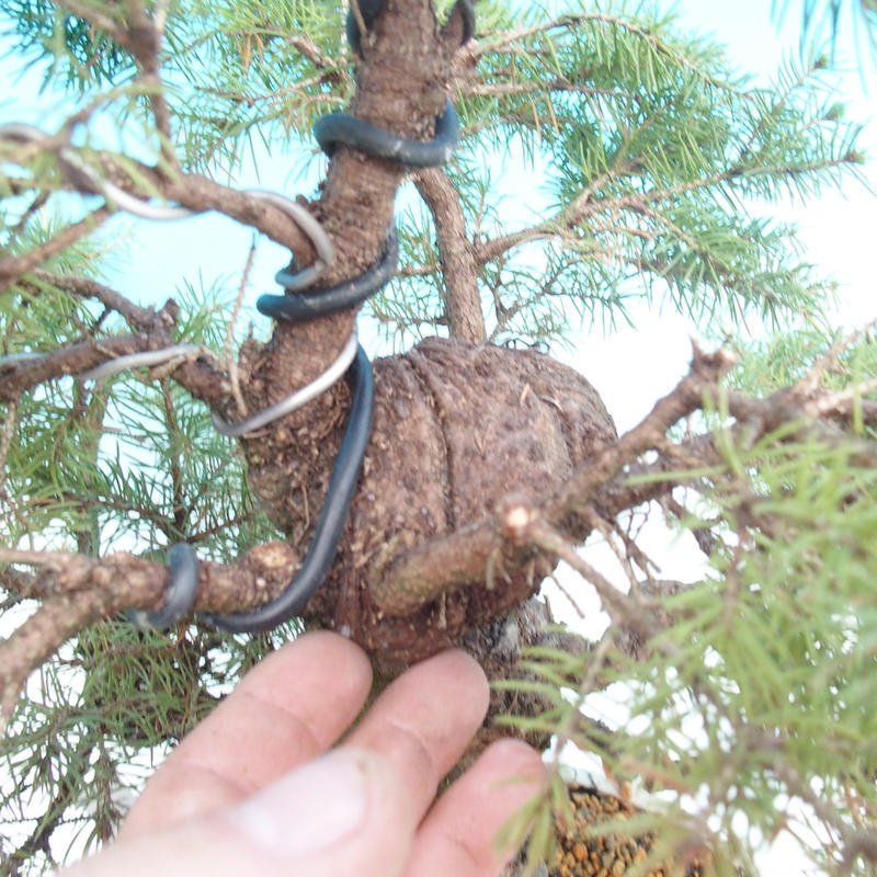 Bonsai da esterno - Abete rosso - Picea glauca globo