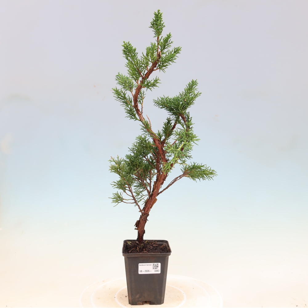 Bonsai da esterno - Juniperus chinensis Kishu
