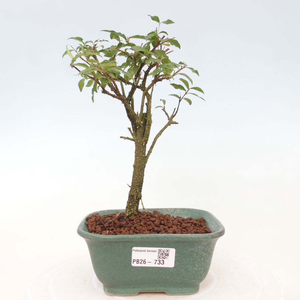Camera bonsai - Malpighia coccigera- Ciliegio di Barbor