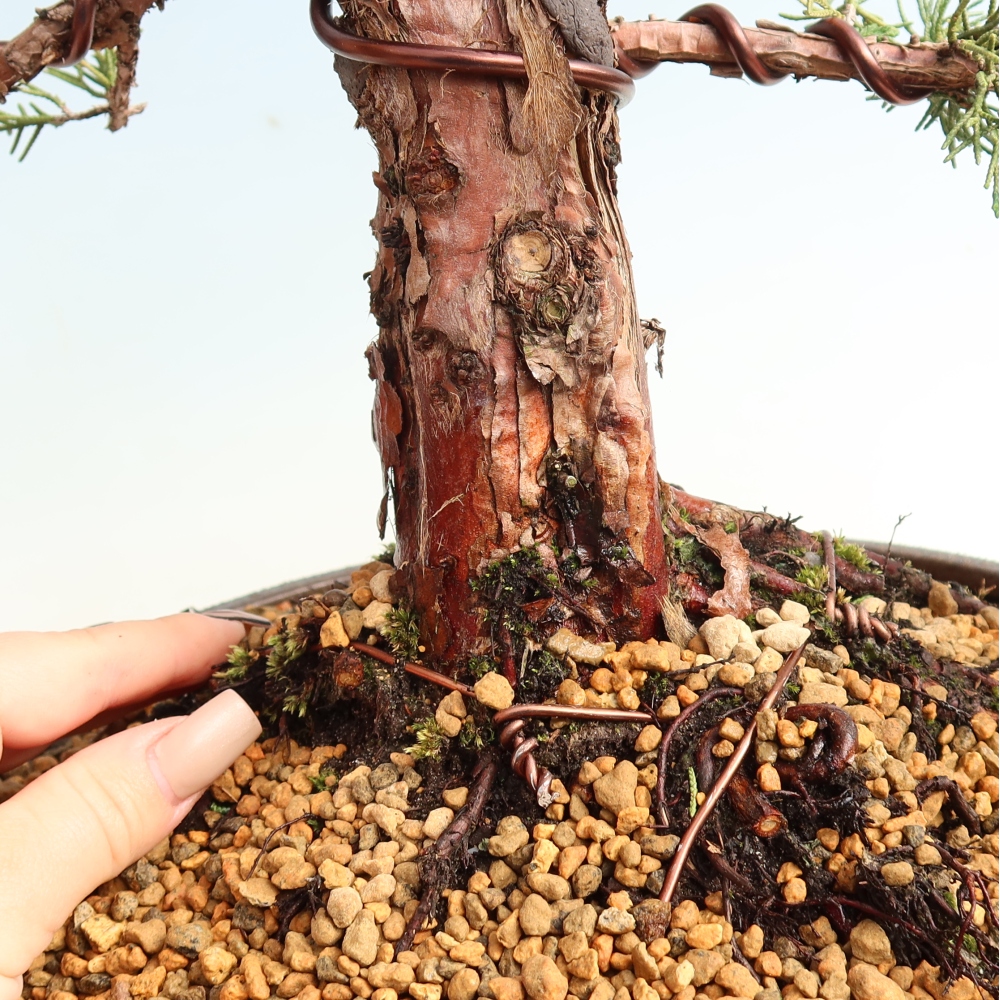 Bonsai da esterno - Juniperus chinensis Kishu