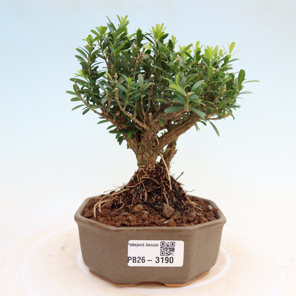 Camera bonsai - Buxus harlandii - buxus da sughero