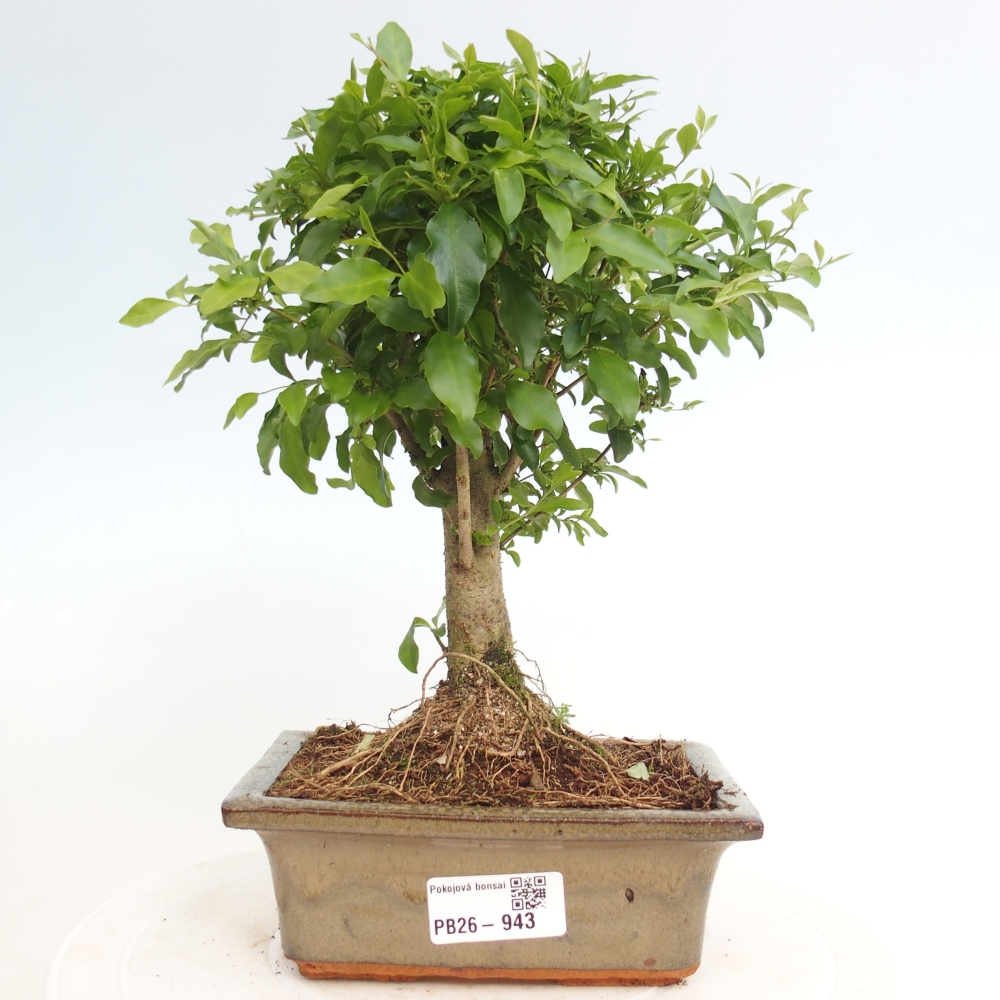 Camera bonsai -Ligustrum chinensis - Becco d'uccello
