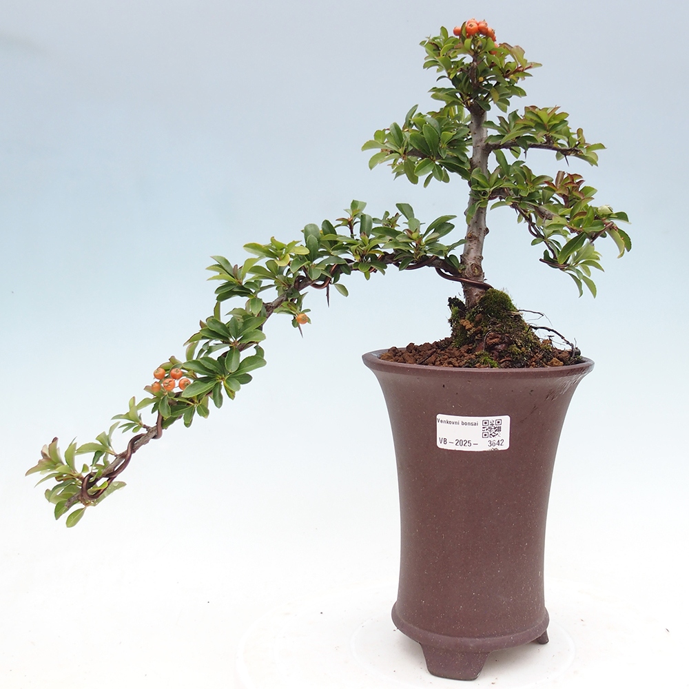 Bonsai da esterno-Pyracantha Teton -Hlox