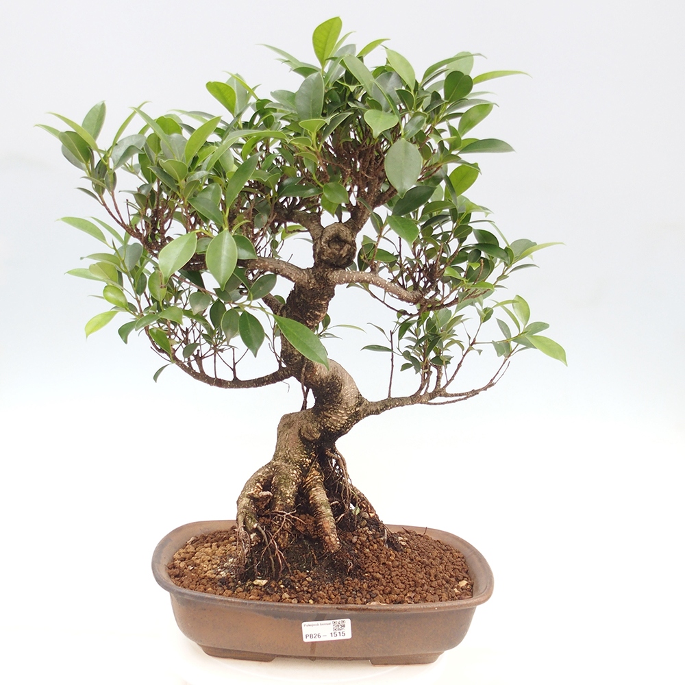 Camera bonsai - Ficus kimmen - ficus a foglie piccole