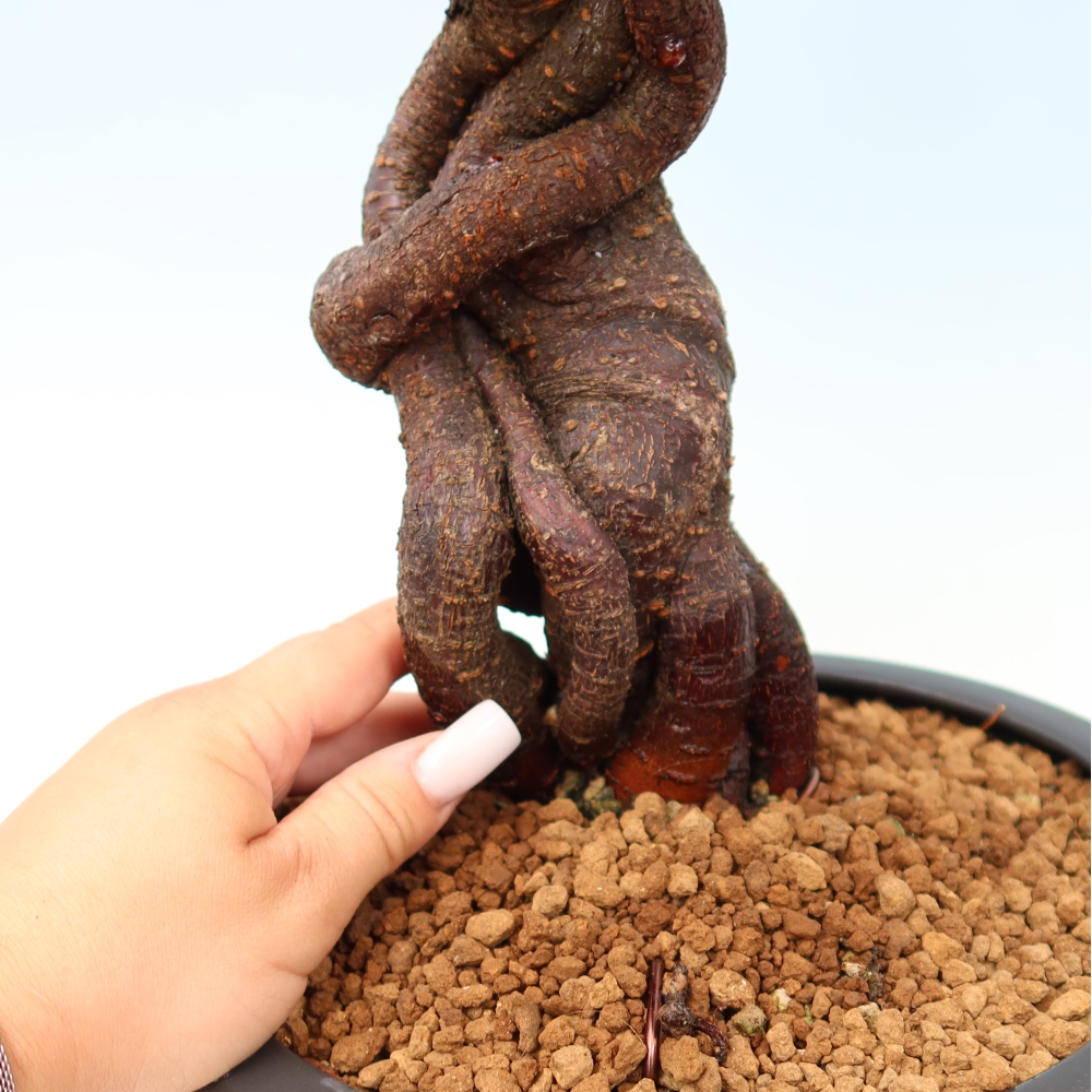 Bonsai da esterno - Albicocco giapponese - Prunus Mume