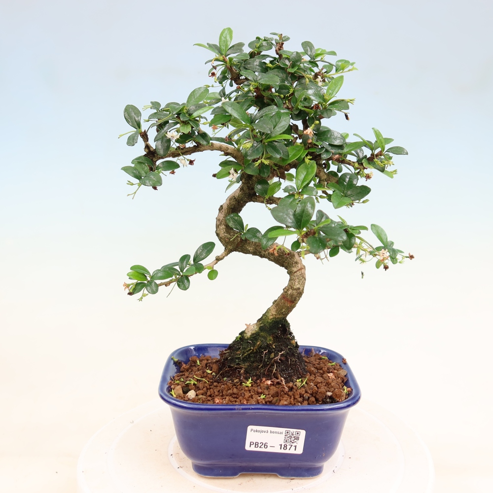 Camera bonsai - Carmona macrophylla - Tea fuki