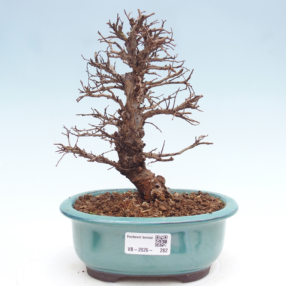 Bonsai da esterno - Zelkova - Zelkova NIRE