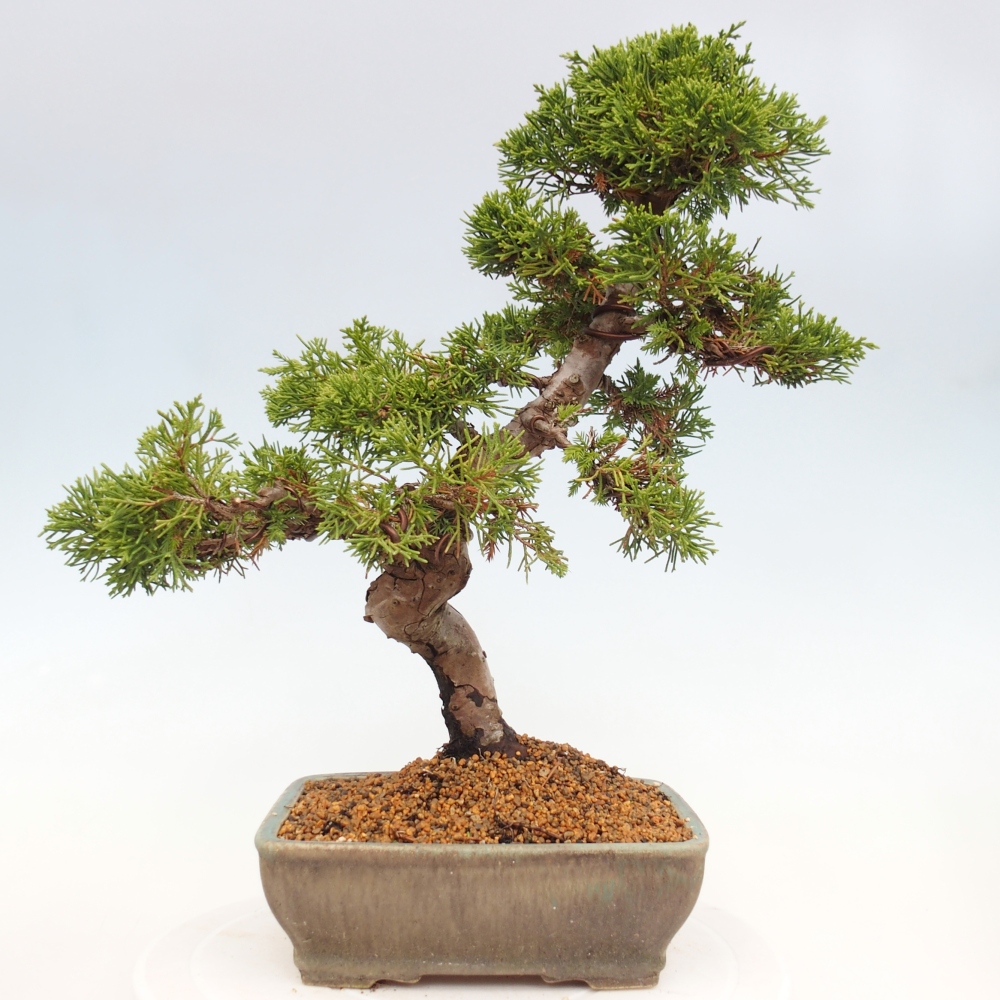 Bonsai da esterno - Juniperus chinensis Itoigawa