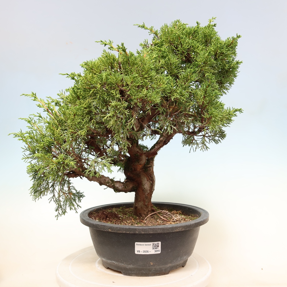 Bonsai da esterno - Juniperus chinensis Itoigawa-Juniperus chinensis