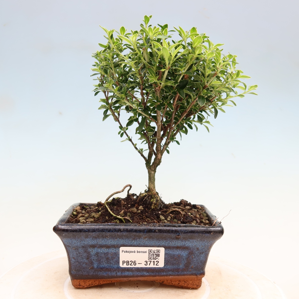 Camera bonsai - Serissa foetida Variegata - Albero delle mille stelle