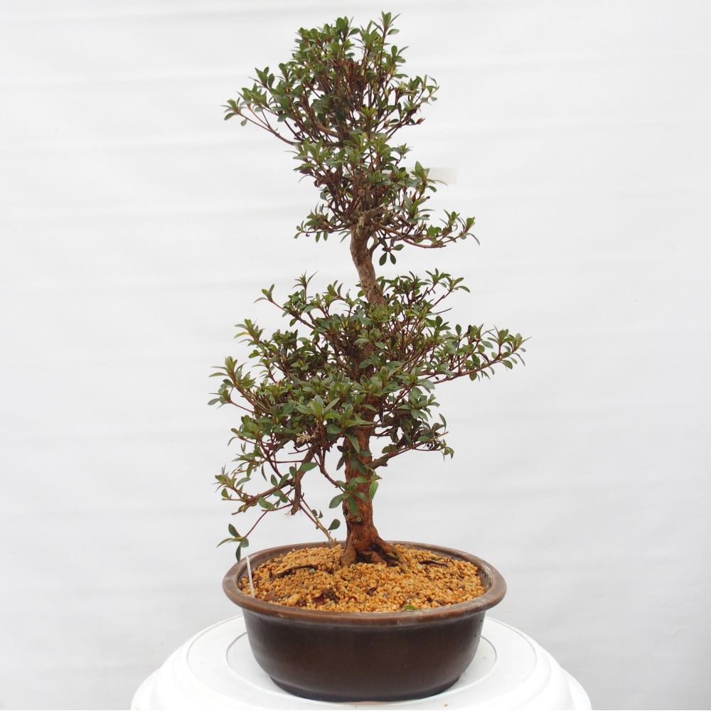 Bonsai da esterno - Azalea giapponese - Azalea Hanatsuzuri