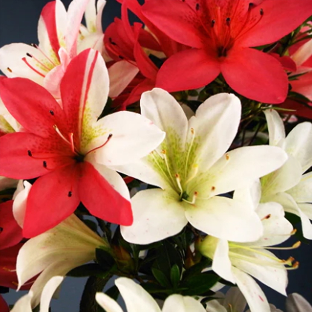 Bonsai da esterno - Azalea giapponese - Azalea Hanatsuzuri