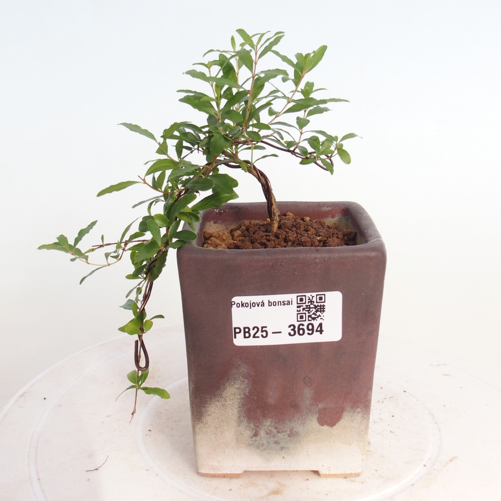 Camera bonsai-PUNICA granatum nana-Mela granata