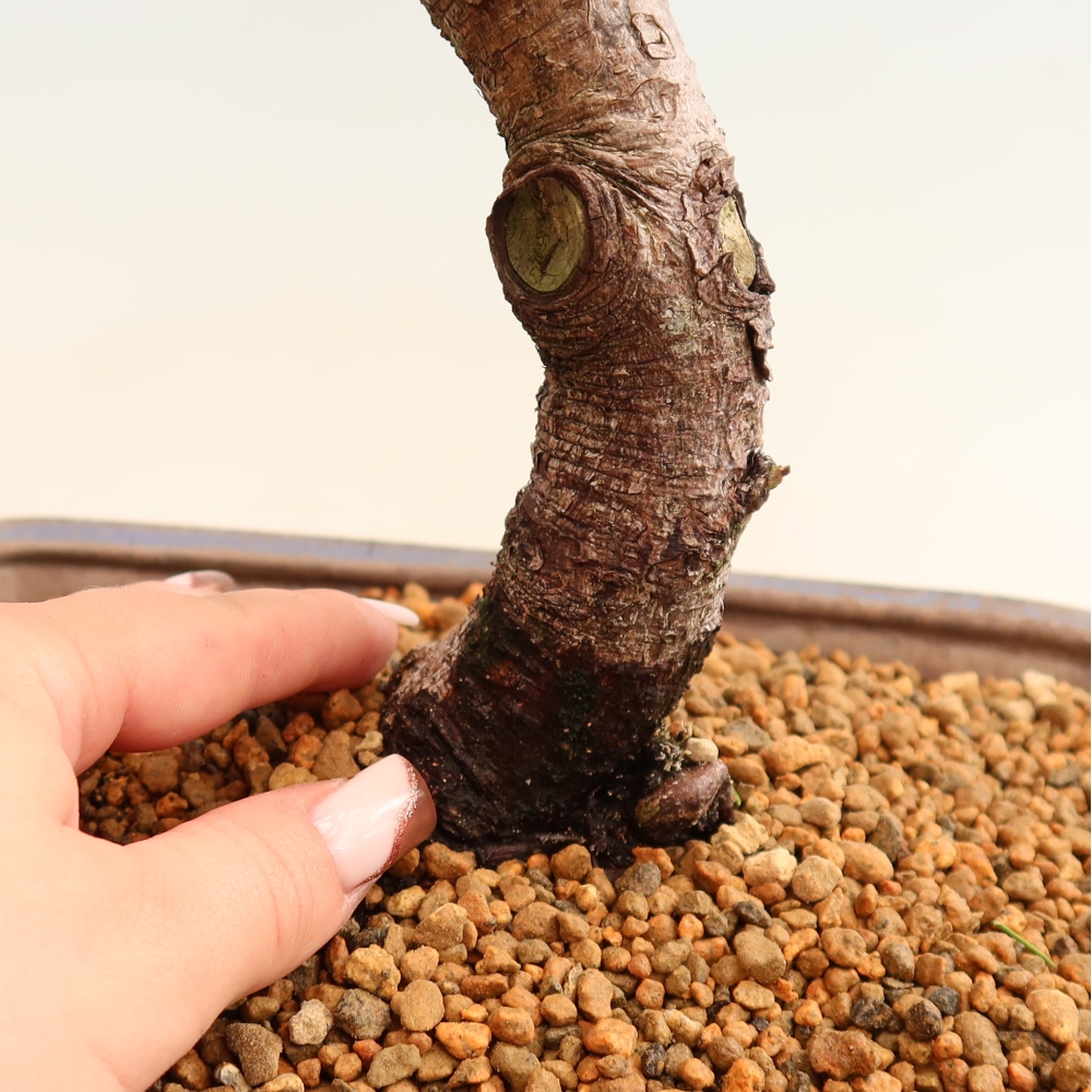 Bonsai da esterno - Pinus mugo Humpy  - Pino mugo