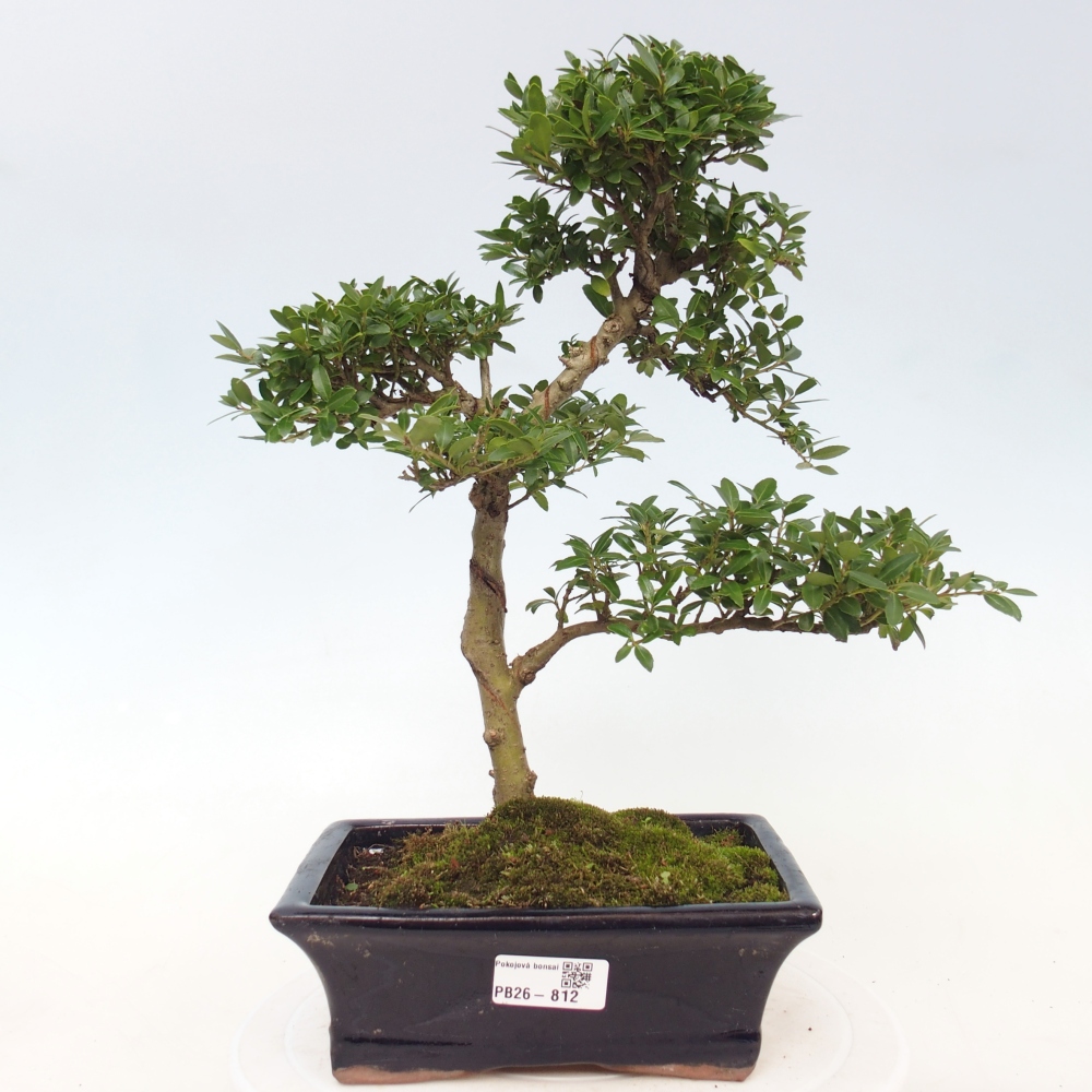 Camera bonsai - Ilex crenata - Agrifoglio