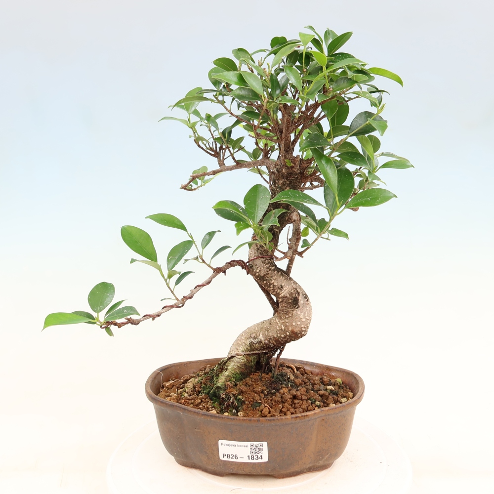 Camera bonsai - Ficus retusa - ficus a foglie piccole