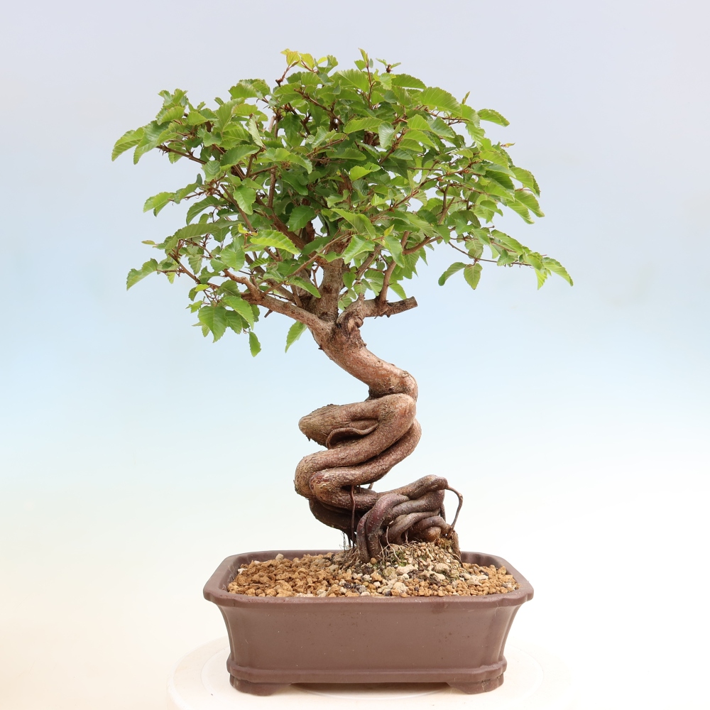 Bonsai da esterno -Carpinus Coreana - Carpino coreano