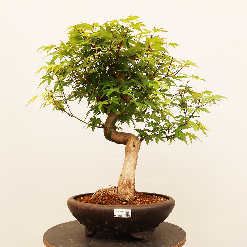 Bonsai da esterno - Acero palmato - Palme