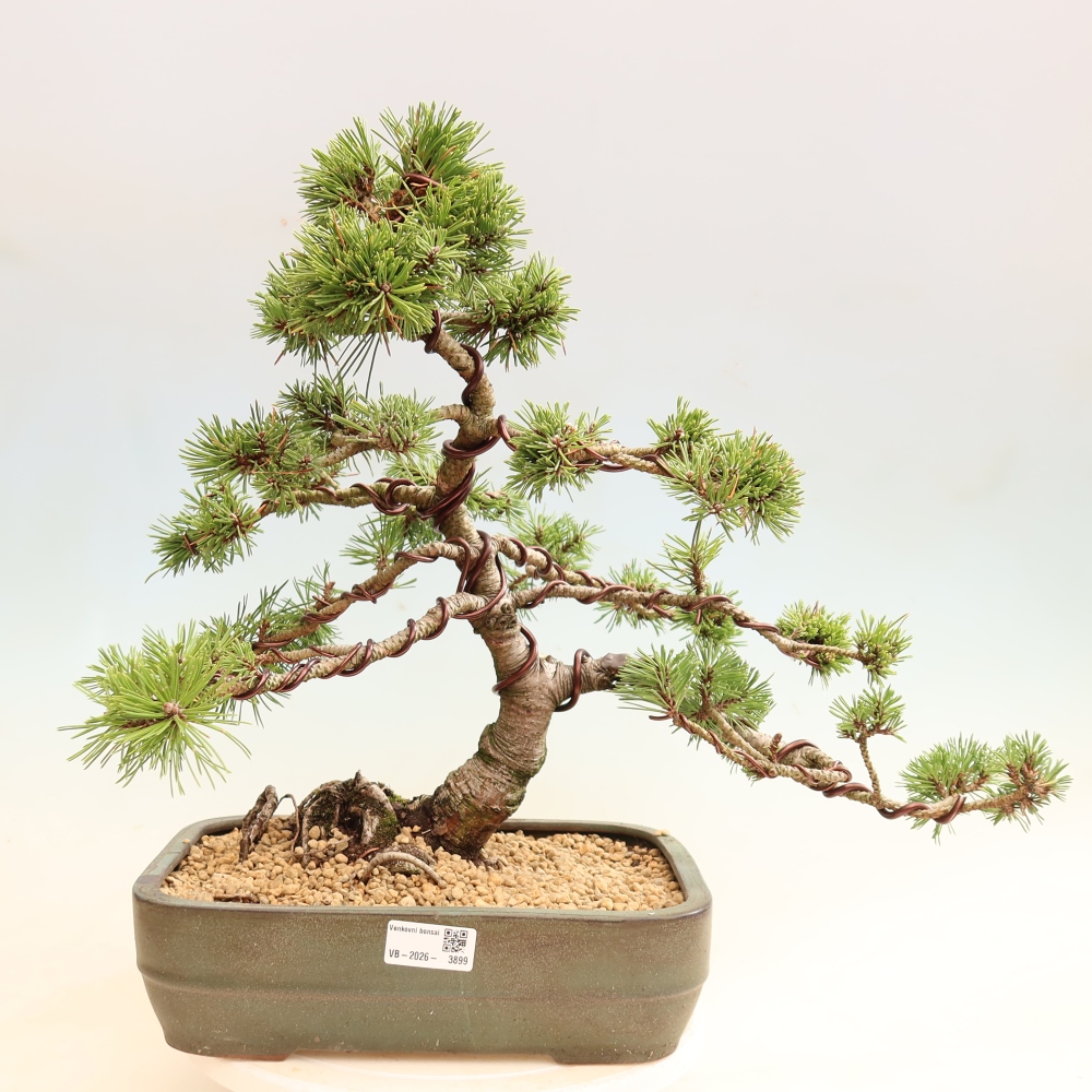 Bonsai da esterno - Pinus mugo Humpy  - Pino mugo