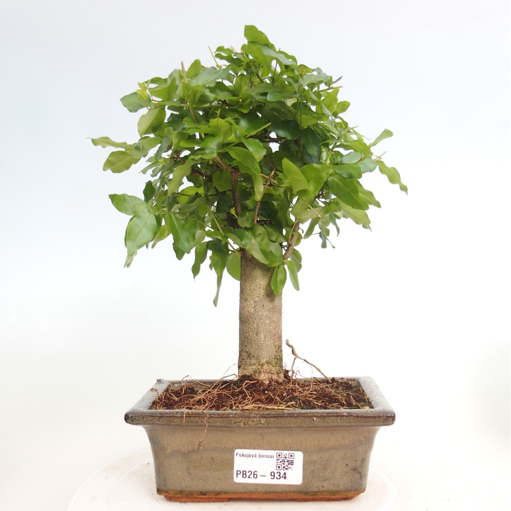 Camera bonsai -Ligustrum chinensis - Becco d'uccello