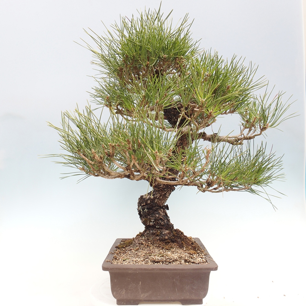 Bonsai da esterno - Pinus thunbergii - Pino di Thunberg