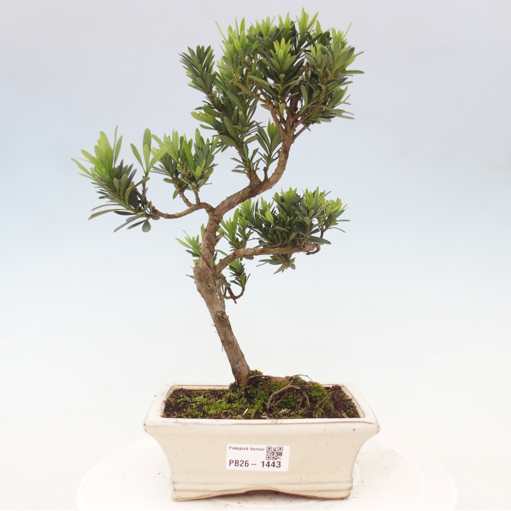Camera bonsai - Podocarpus - Tasso delle pietre