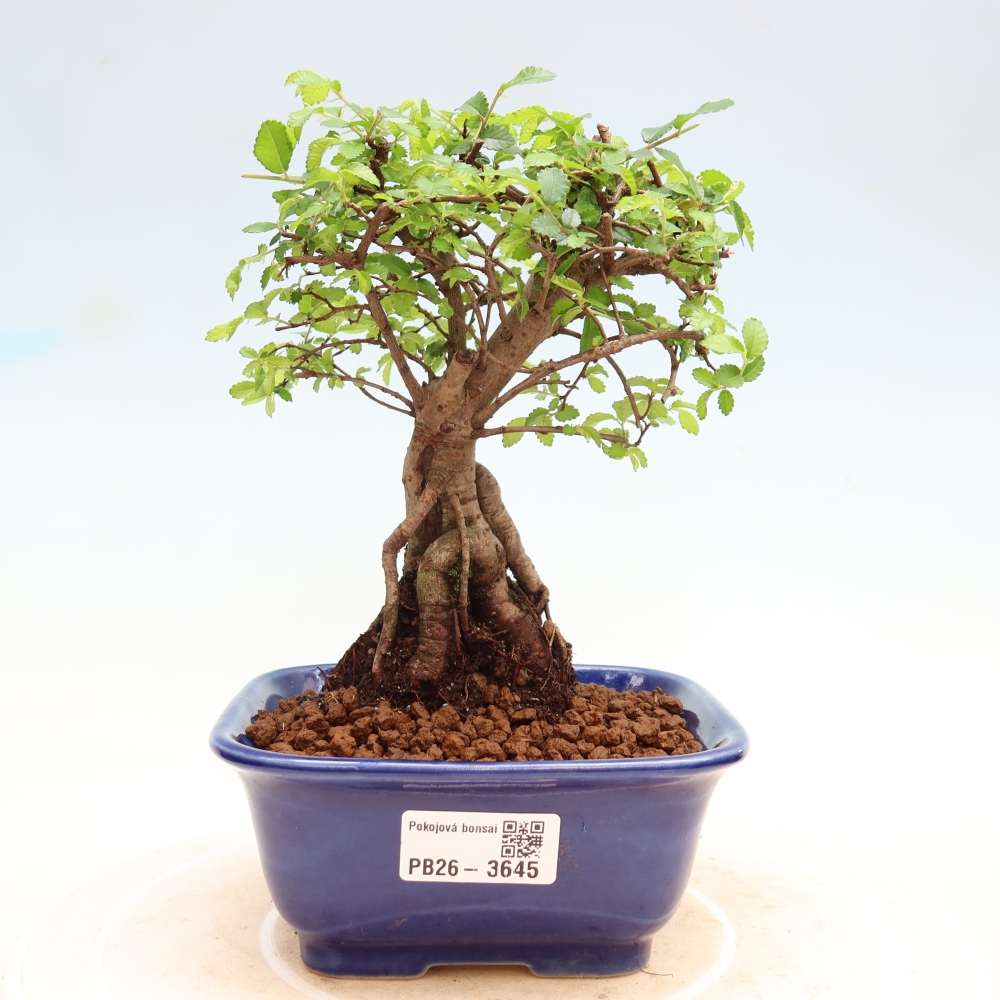 Camera bonsai - Ulmus parvifolia - Olmo a foglie piccole