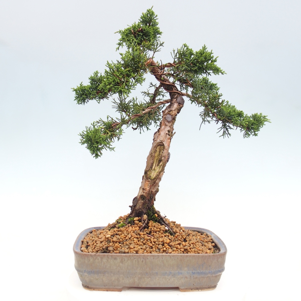 Bonsai da esterno - Juniperus chinensis Kishu