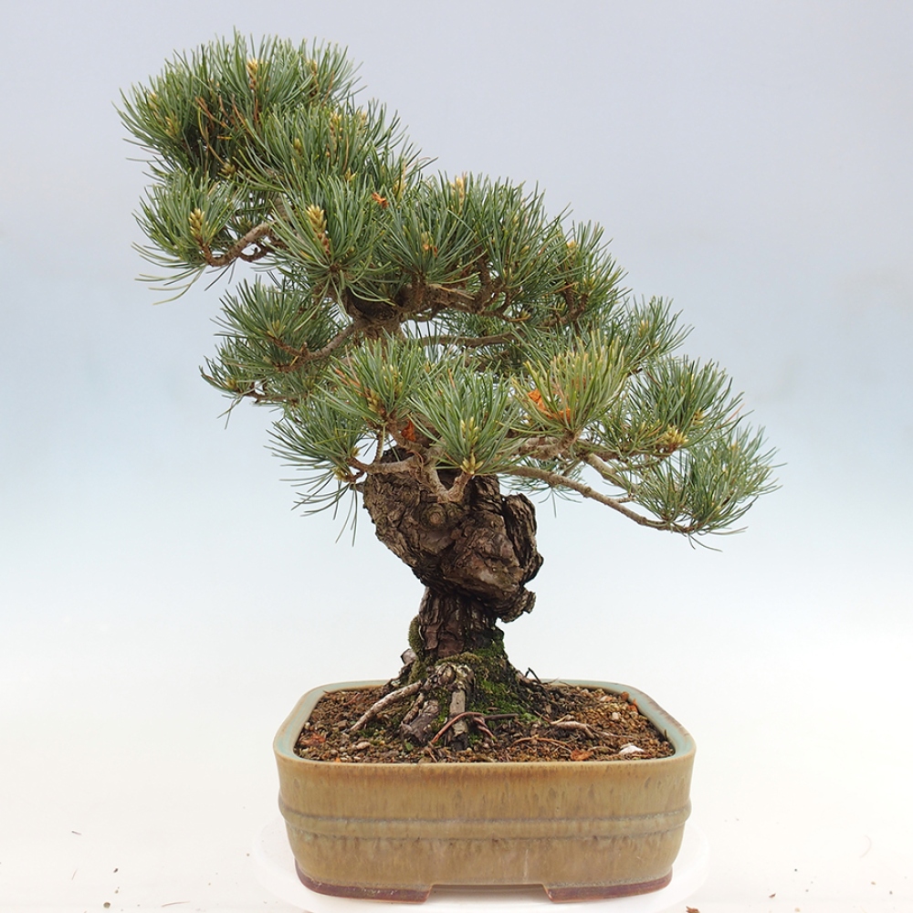 Bonsai da esterno - Pinus parviflora - Pinus parviflora