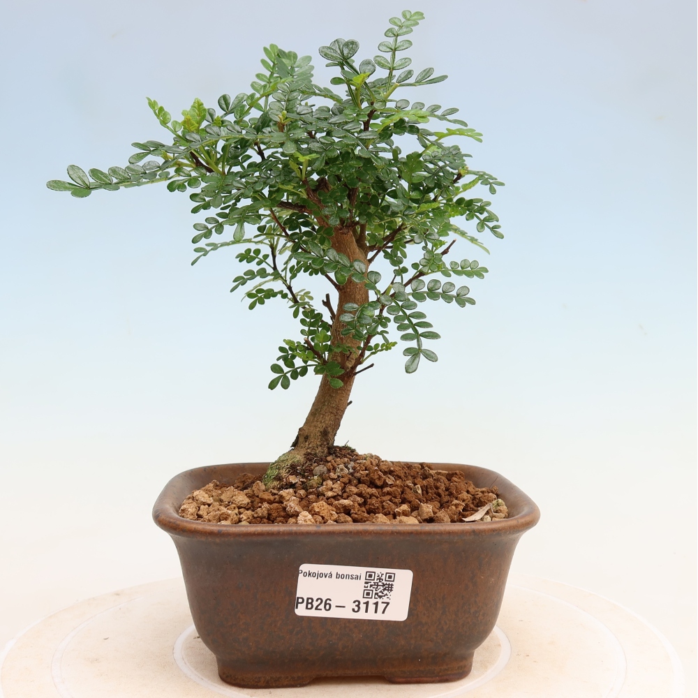 Camera bonsai - Zantoxylum piperitum - albero del pepe