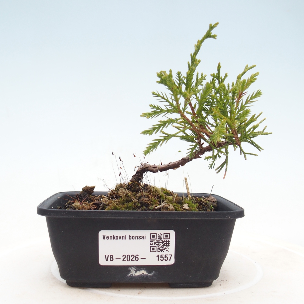 Bonsai da esterno - Juniperus chinensis Itoigawa