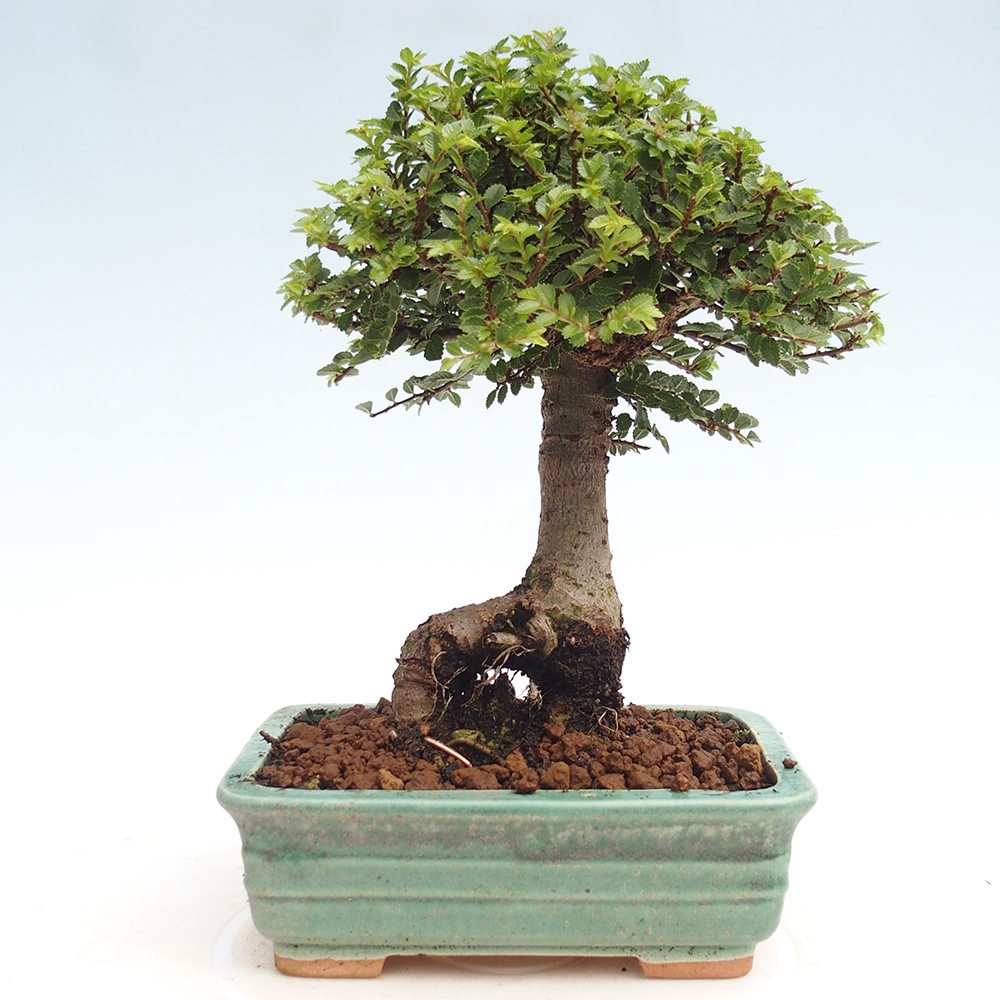 Bonsai da esterno - Ulmus parvifolia Hokkaido - Olmo cinese
