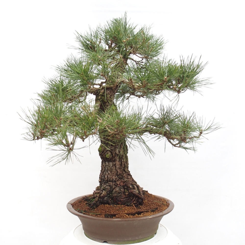 Bonsai da esterno - Pinus thunbergii - Pino di Thunberg