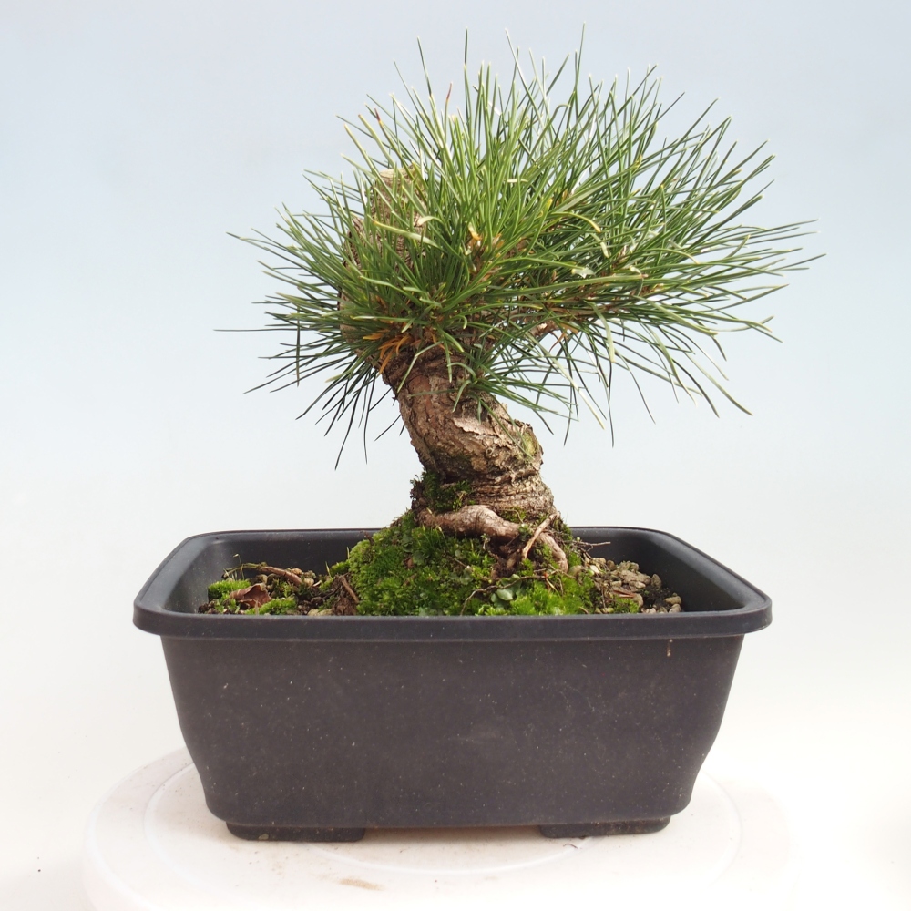 Bonsai da esterno - Pinus thunbergii - Pino di Thunberg