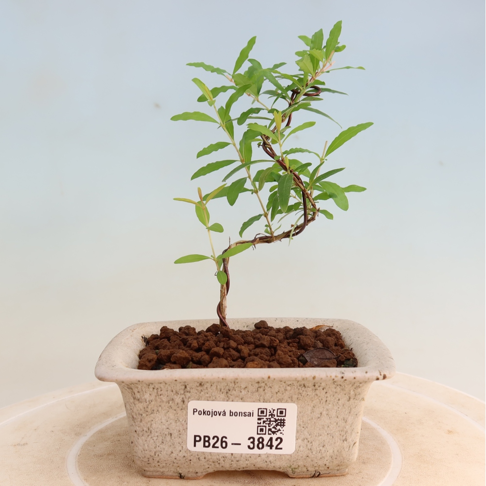 Camera bonsai-PUNICA granatum nana-Mela granata