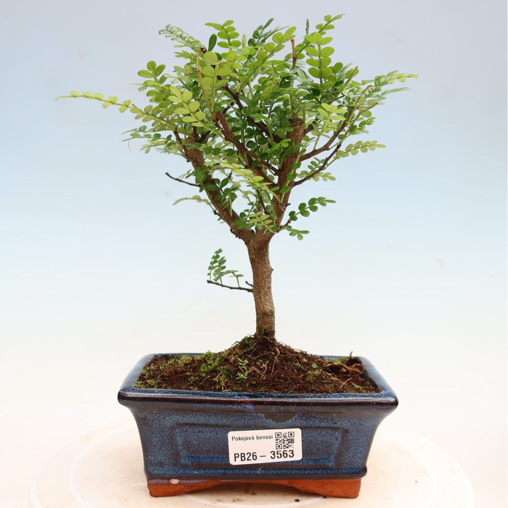 Camera bonsai - Zantoxylum piperitum - albero del pepe