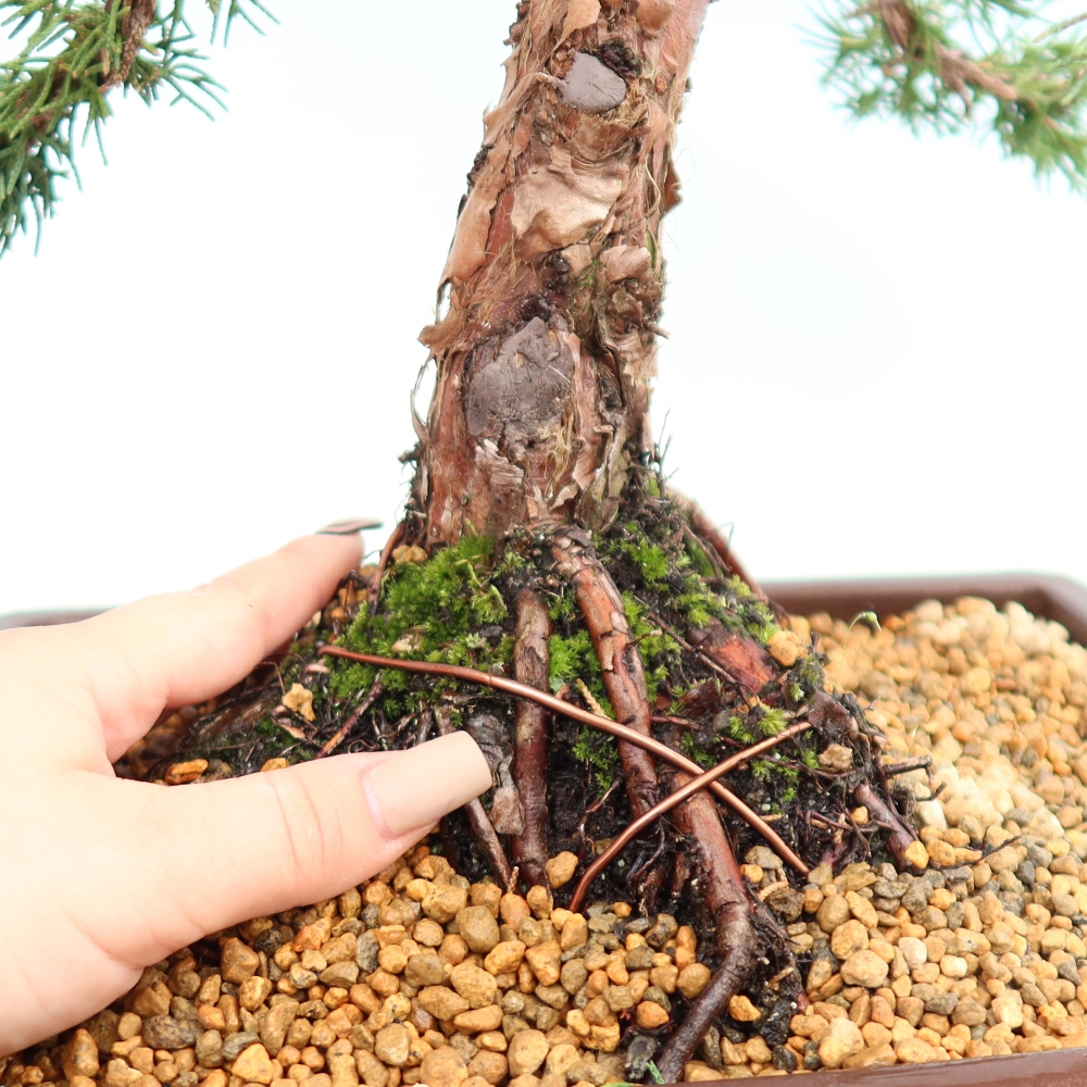 Bonsai da esterno - Juniperus chinensis Kishu